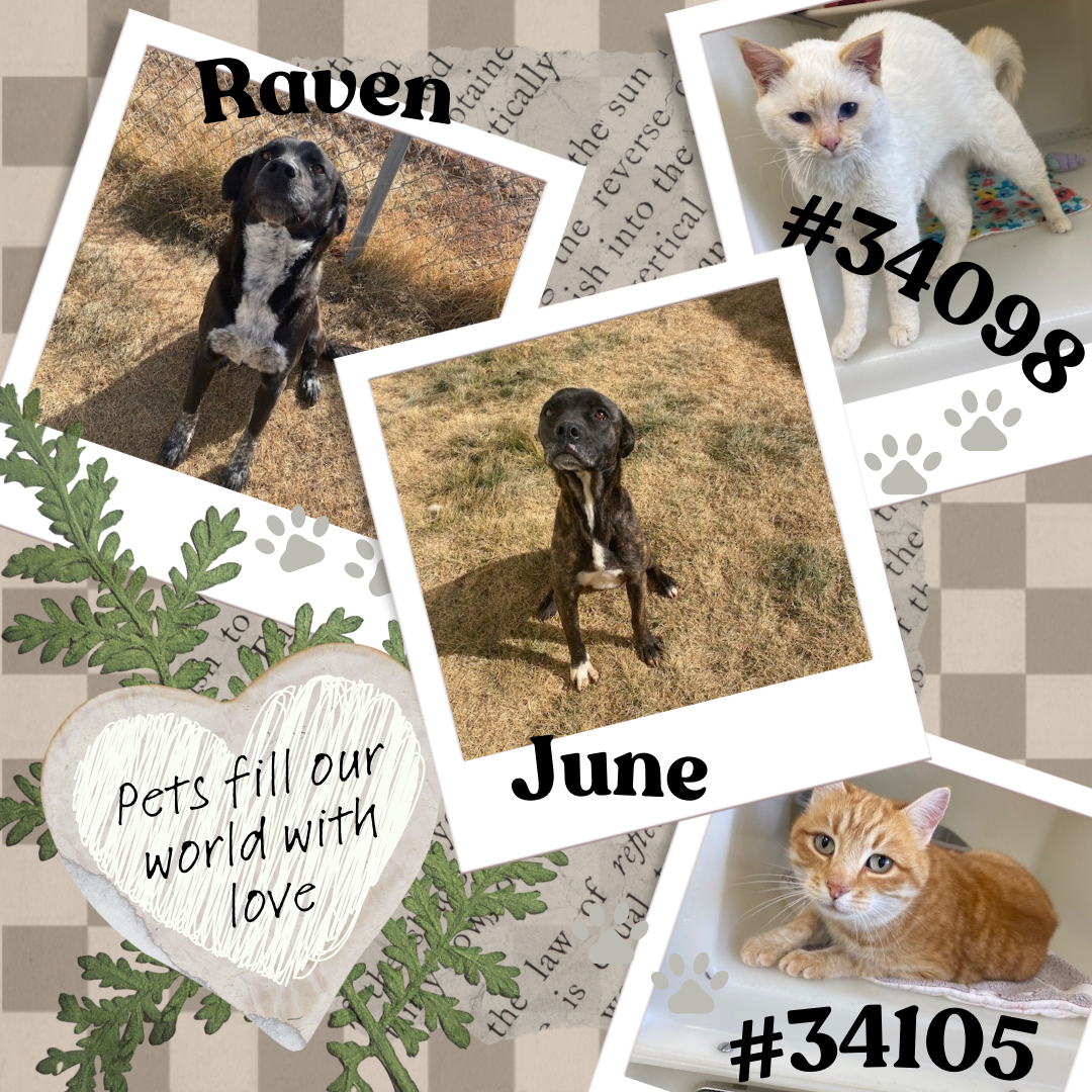 Pets Animal Shelter- Photo of two cats and two dogs available for adoption at the Cortez Animal 