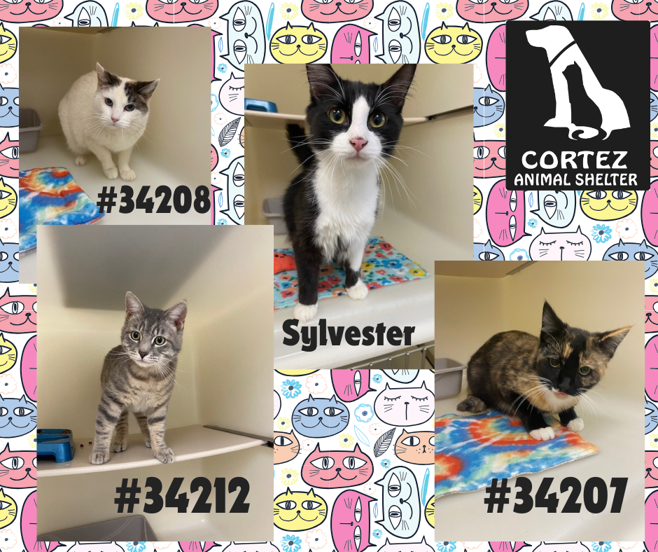 Animal  Shelter Cats - photos of cats currently available for adoption