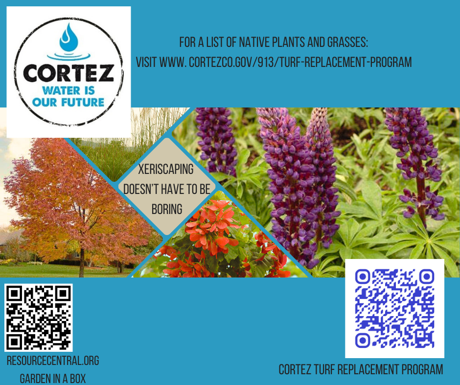 Turf Replacement City of Cortez 2025